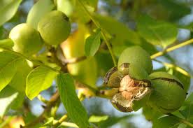 The nut (or husked fruit) is as large as a pecan, and the shell is quite rough. How To Identify The Common Black Walnut Tree
