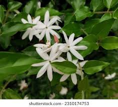 Image result for Jasminum multipartitum