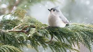 World of avian research and conservation. Christmas Bird Count Starts December 14 Earth Earthsky