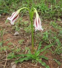 Image result for Crinum ornatum (Aiton) Herb.