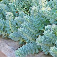 Image result for Euphorbia eylesii