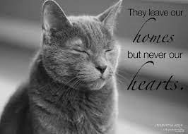 They have not forgotten this. no amount of time can erase the memory of a good cat, and no amount of masking tape can ever totally remove his fur from your couch. Popular Items For Pet Sympathy Card On Etsy Cat Sympathy Pet Sympathy Cards Pet Sympathy