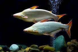 11 Large Freshwater Aquarium Fish Species Guide Build Your Aquarium