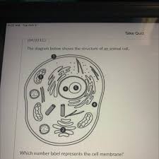 Maybe you would like to learn more about one of these? What Is The Role Of The Cell Membrane Brainly