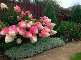 Pin By Bill Busse On Temp Hydrangea Landscaping Strawberry Hydrangea Plants