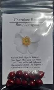 Image result for Rosa laevigata