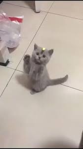 Playing With Cat Video In 2020 Cute Baby Animals Funny Animal Videos Cute Animals
