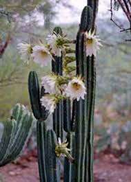 The san pedro cactus has been used in healing and religious ceremonies for over 3,000 years by to make things even more complicated, the various parts of the cactus also have different how to store san pedro ? Pin By Phalen Thorolf On Cactus Succulent Cactus Plants Blooming Cactus San Pedro Cacti