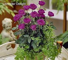 Larger types range in height. 32 Miniature Roses Ideas Mini Roses Rose Flowers
