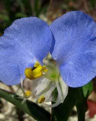 Image result for Commelina triangulispatha