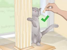 It's possible that your dog climbs on the. 3 Ways To Stop A Cat From Scratching The Couch Wikihow