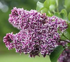 Amazon Com President Grevy Blue French Lilac Syringa Live Plant Quart Pot Garden Outdoor Syringa Vulgaris Lilac Bushes Syringa