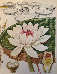 Pin On Black N Whitr