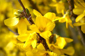 Image result for Oleaceae