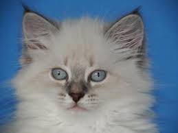 They get along well, not just. I Have Hypoallergenic Siberian Kittens Available Now For Sale In Lynnwood Washington Classified Americanlisted Com