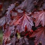 Image result