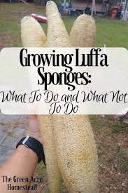 Growing Luffa Sponges Backyard Growing Acre Homestead Healthy Garden