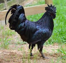 Our printable sheets for coloring in are ideal to brighten your family's day. 10 Most Expensive Chickens In The World With Comparison Table