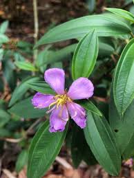 Image result for Melastomastrum