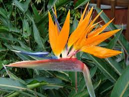 Check spelling or type a new query. Bird Of Paradise Home Garden Information Center