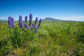 Rather than the piercingly bright candy colors of the hybrid lupines, l. 6 Different Types Of Lupine Flowers Home Stratosphere