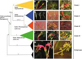 Image result for Agelanthus zizyphifolius