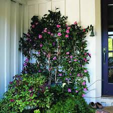 Sasanqua Camellias Trellis Plants Camellia Plant Shade Garden