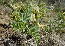 Image result for Astragalus