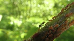 Willows, also called sallows and osiers, form the genus salix, are around 400 species of deciduous trees and shrubs, found primarily on moist soils in cold and temperate regions of the northern. Wasp Parasitizing Aphids Feeding On Willow Youtube