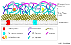 Check spelling or type a new query. The Role Of The Fungal Cell Wall In The Infection Of Plants Trends In Microbiology