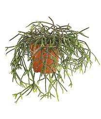 Efeutute, philodendron hängend, parthenocissus striata oder auch der korallenkaktus. Korallenkaktus Dehner