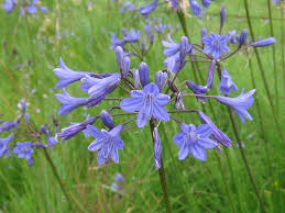 Image result for Agapanthus campanulatus