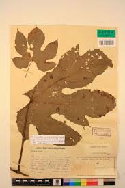 Image result for Ampelocissus abyssinica