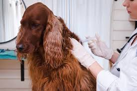 Rabies refers to diseases against which practically powerless nonspecific preventive measures because the causative agent of infection is constantly present in natural foci among the animal population. Dog Rabies Symptoms In Clifton Park Ny How To Spot Them And What To Do Cornerstone Veterinary Hospital Of Clifton Park