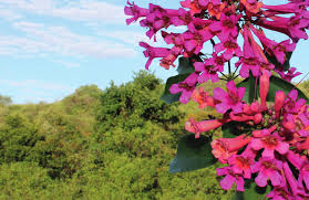 Image result for Malvaceae: Byttnerioideae, Helicteroideae