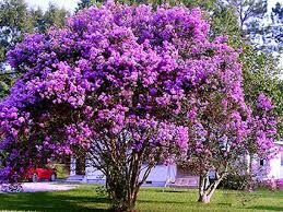 Crepe Myrtle Tree I Want To Get A Purple One Crepe Myrtle Trees Myrtle Tree Fast Growing Trees