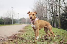 How much of that reputation is. American Pit Bull Terrier Charakter Haltung Pflege Rassebeschreibung