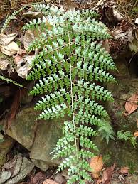 Image result for Asplenium laurentii