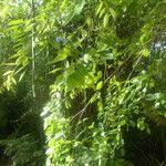 Image result for Pterocarpus lucens