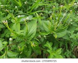 Image result for Loganiaceae