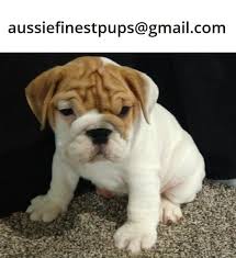 British Bulldog Puppies For Sale In Australia In 2020 British Bulldog Bulldog Puppies For Sale Bulldog Puppies