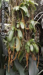 Image result for Chamaeangis