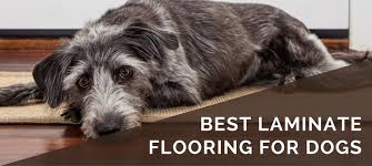 Best Laminate Flooring Options For Dogs 2020 What To Look For Brand Recommendations
