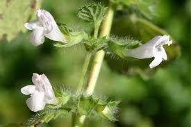 Image result for Melissa officinalis