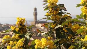 Dalle citazioni alle frasi simpatiche e la festa della donna è ogni giorno. Acqbgzhemik5rm