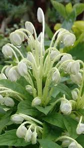 Image result for Clerodendrum incisum