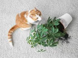 Pflanzen wie der derzeit beliebte weihnachtsstern, der philodendron (baumfreund) oder die mistel sind giftig für. Giftige Pflanzen Fur Katzen Hunde Die Du Als Tierbesitzer Kennen Solltest