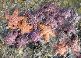 Image result for Kotschya ochreata