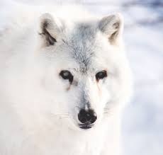 Blind Wolf Spotted In Canada Animals Beautiful Wolf Photos Cuddly Animals