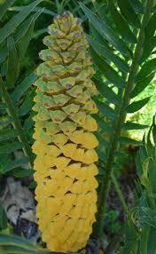 Image result for Encephalartos aplanatus